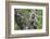 Juvenile olive baboon sitting in tree, Arusha National Park, Tanzania, East Africa, Africa-Ashley Morgan-Framed Photographic Print