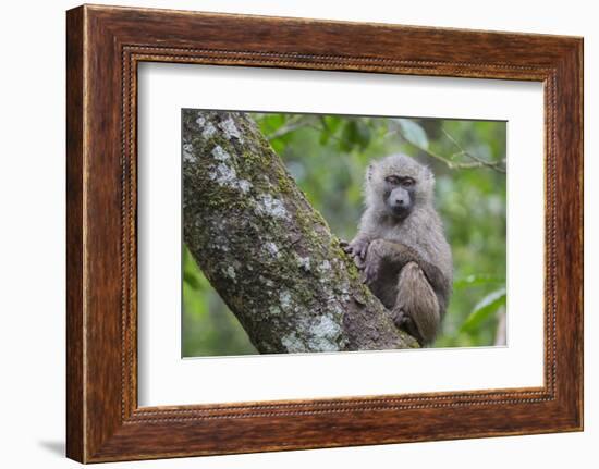 Juvenile olive baboon sitting in tree, Arusha National Park, Tanzania, East Africa, Africa-Ashley Morgan-Framed Photographic Print