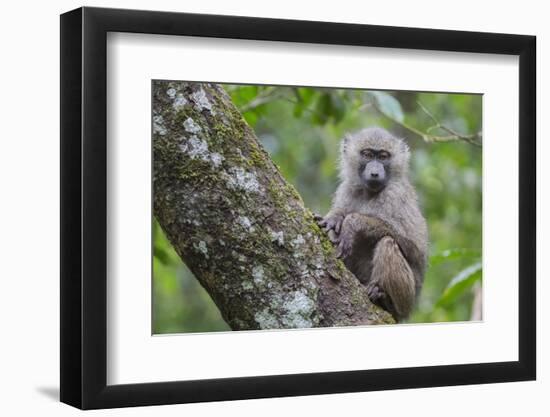 Juvenile olive baboon sitting in tree, Arusha National Park, Tanzania, East Africa, Africa-Ashley Morgan-Framed Photographic Print