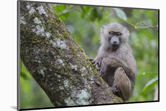 Juvenile olive baboon sitting in tree, Arusha National Park, Tanzania, East Africa, Africa-Ashley Morgan-Mounted Photographic Print