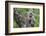 Juvenile olive baboon sitting in tree, Arusha National Park, Tanzania, East Africa, Africa-Ashley Morgan-Framed Photographic Print