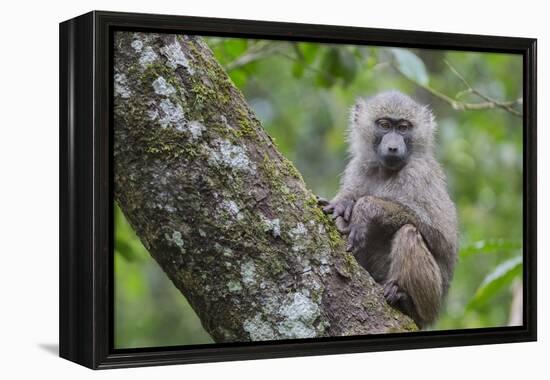 Juvenile olive baboon sitting in tree, Arusha National Park, Tanzania, East Africa, Africa-Ashley Morgan-Framed Premier Image Canvas