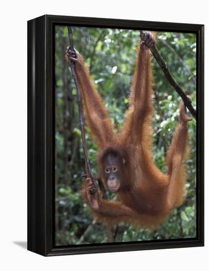 Juvenile Orangutan Swinging Between Branches in Tanjung National Park, Borneo-Theo Allofs-Framed Premier Image Canvas