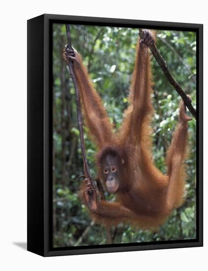 Juvenile Orangutan Swinging Between Branches in Tanjung National Park, Borneo-Theo Allofs-Framed Premier Image Canvas