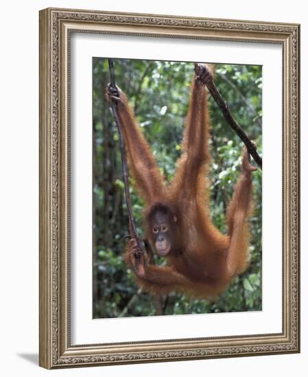 Juvenile Orangutan Swinging Between Branches in Tanjung National Park, Borneo-Theo Allofs-Framed Photographic Print