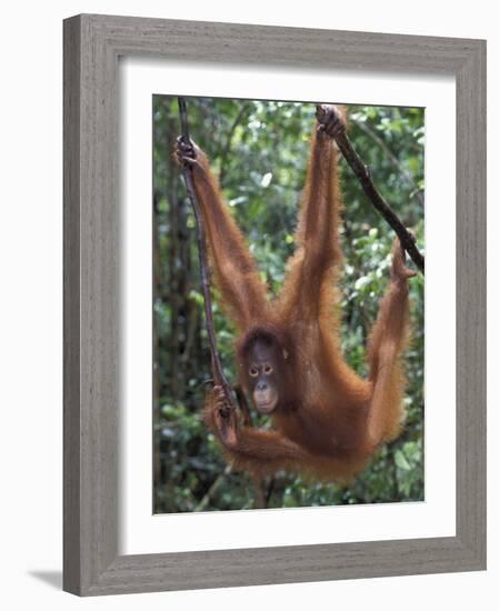 Juvenile Orangutan Swinging Between Branches in Tanjung National Park, Borneo-Theo Allofs-Framed Photographic Print