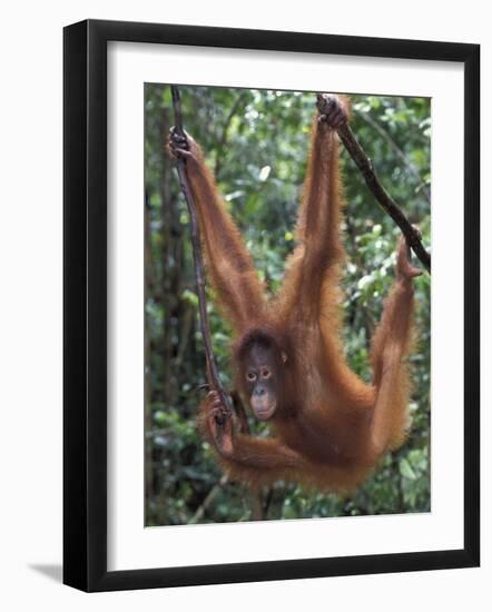 Juvenile Orangutan Swinging Between Branches in Tanjung National Park, Borneo-Theo Allofs-Framed Photographic Print