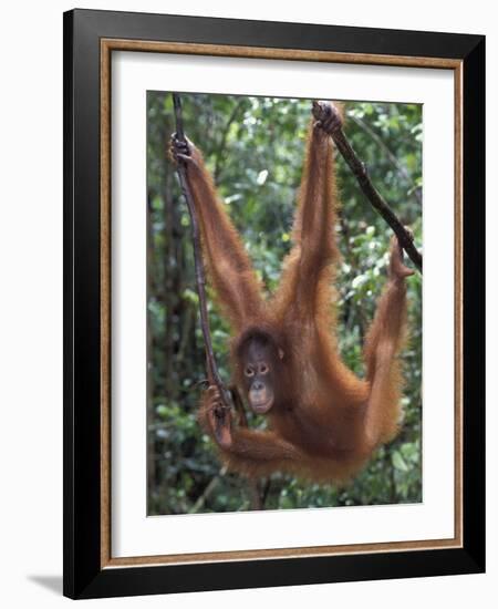 Juvenile Orangutan Swinging Between Branches in Tanjung National Park, Borneo-Theo Allofs-Framed Photographic Print