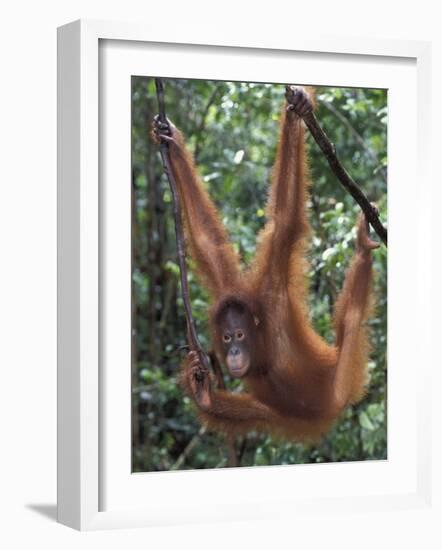 Juvenile Orangutan Swinging Between Branches in Tanjung National Park, Borneo-Theo Allofs-Framed Photographic Print