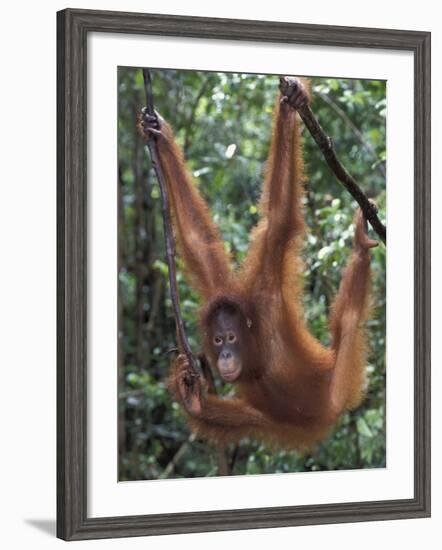 Juvenile Orangutan Swinging Between Branches in Tanjung National Park, Borneo-Theo Allofs-Framed Photographic Print