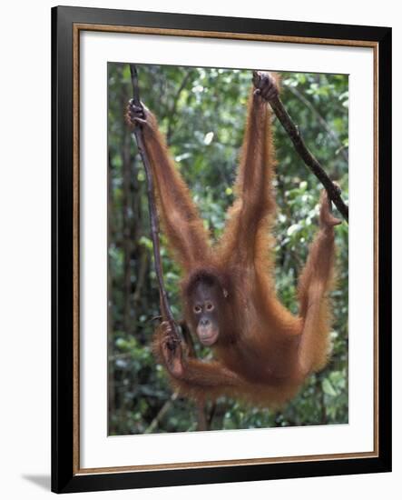 Juvenile Orangutan Swinging Between Branches in Tanjung National Park, Borneo-Theo Allofs-Framed Photographic Print