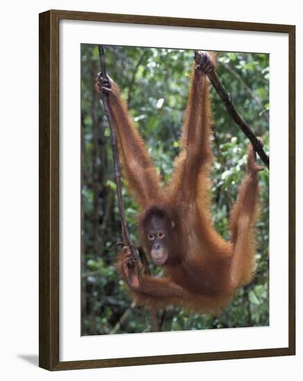 Juvenile Orangutan Swinging Between Branches in Tanjung National Park, Borneo-Theo Allofs-Framed Photographic Print