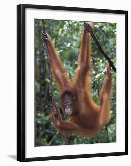 Juvenile Orangutan Swinging Between Branches in Tanjung National Park, Borneo-Theo Allofs-Framed Photographic Print