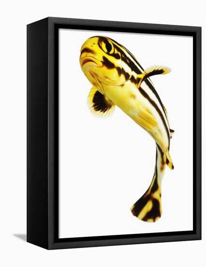 Juvenile Oriental sweetlip fish-Martin Harvey-Framed Premier Image Canvas