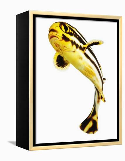 Juvenile Oriental sweetlip fish-Martin Harvey-Framed Premier Image Canvas