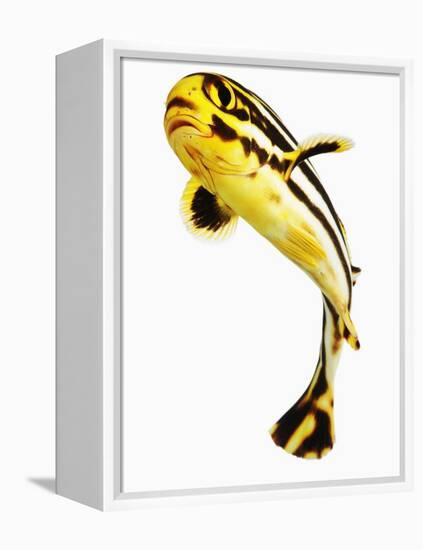 Juvenile Oriental sweetlip fish-Martin Harvey-Framed Premier Image Canvas