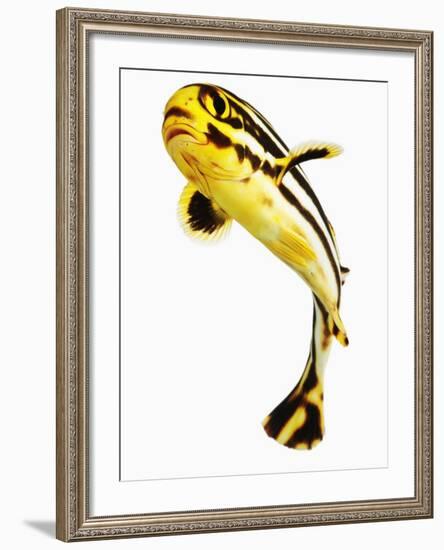 Juvenile Oriental sweetlip fish-Martin Harvey-Framed Photographic Print