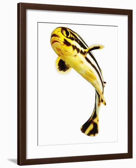 Juvenile Oriental sweetlip fish-Martin Harvey-Framed Photographic Print