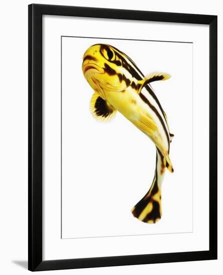 Juvenile Oriental sweetlip fish-Martin Harvey-Framed Photographic Print