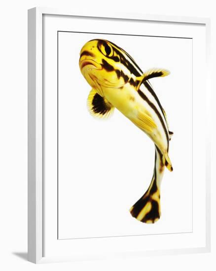 Juvenile Oriental sweetlip fish-Martin Harvey-Framed Photographic Print