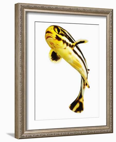 Juvenile Oriental sweetlip fish-Martin Harvey-Framed Photographic Print