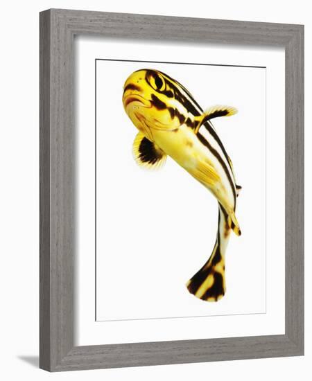 Juvenile Oriental sweetlip fish-Martin Harvey-Framed Photographic Print