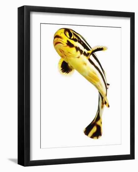 Juvenile Oriental sweetlip fish-Martin Harvey-Framed Photographic Print