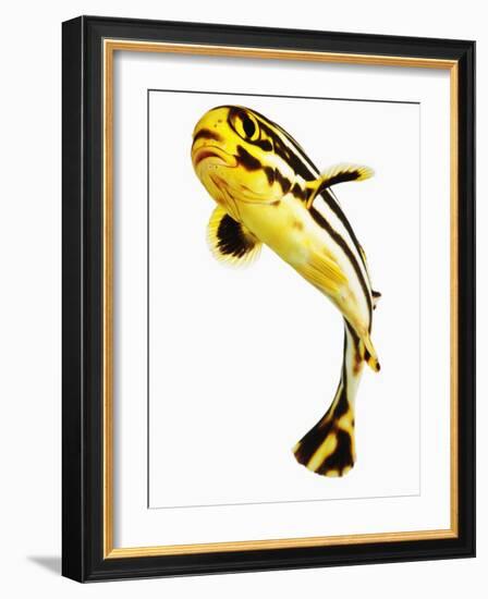 Juvenile Oriental sweetlip fish-Martin Harvey-Framed Photographic Print