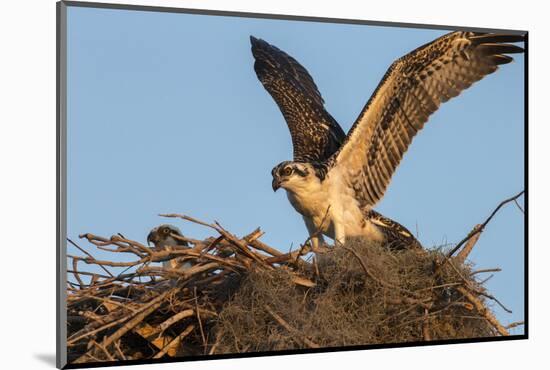 Juvenile Osprey Testing Wings, Flamingo, Everglades National Park, Florida-Maresa Pryor-Mounted Photographic Print