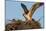 Juvenile Osprey Testing Wings, Flamingo, Everglades National Park, Florida-Maresa Pryor-Mounted Photographic Print