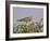 Juvenile Pale Chanting Goshawk, Kgalagadi Transfrontier Park-James Hager-Framed Photographic Print