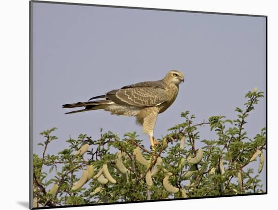 Juvenile Pale Chanting Goshawk, Kgalagadi Transfrontier Park-James Hager-Mounted Photographic Print