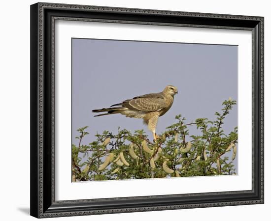 Juvenile Pale Chanting Goshawk, Kgalagadi Transfrontier Park-James Hager-Framed Photographic Print