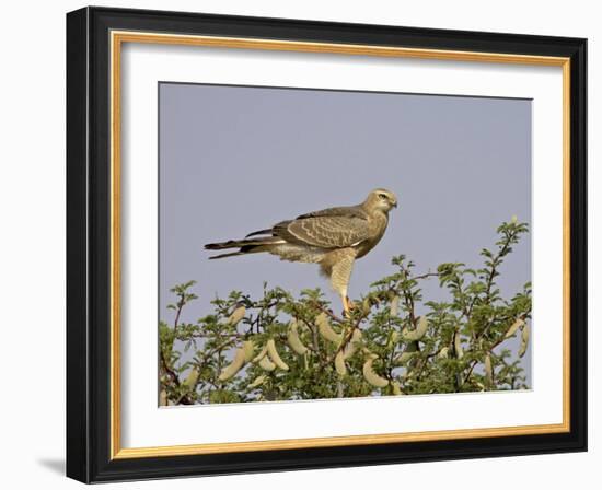 Juvenile Pale Chanting Goshawk, Kgalagadi Transfrontier Park-James Hager-Framed Photographic Print