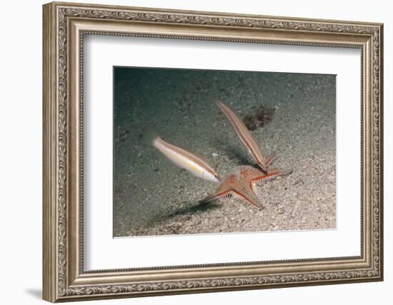 Juvenile Rainbow Wrasses-Reinhard Dirscherl-Framed Photographic Print