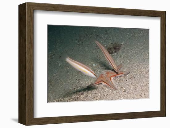 Juvenile Rainbow Wrasses-Reinhard Dirscherl-Framed Photographic Print