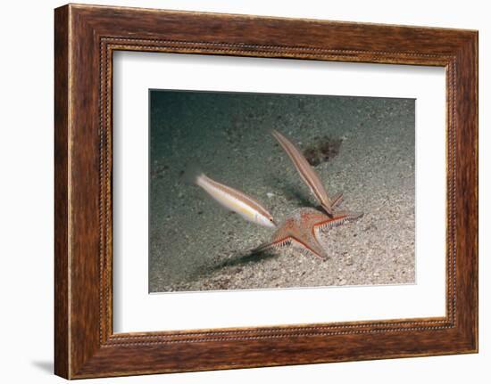 Juvenile Rainbow Wrasses-Reinhard Dirscherl-Framed Photographic Print