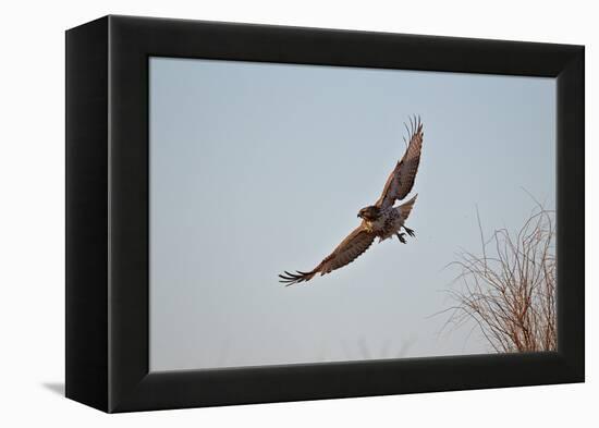 Juvenile Red-Tailed Hawk (Buteo Jamaicensis) in Flight-James Hager-Framed Premier Image Canvas