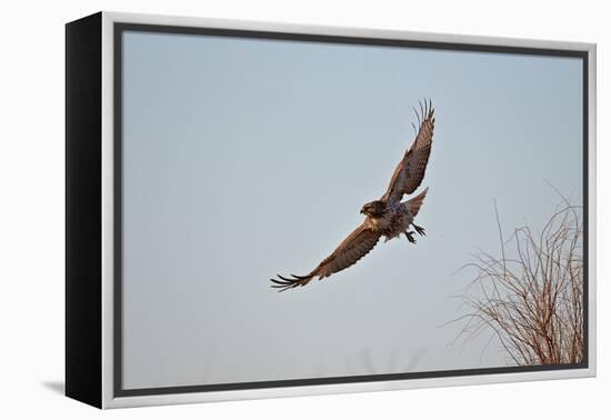 Juvenile Red-Tailed Hawk (Buteo Jamaicensis) in Flight-James Hager-Framed Premier Image Canvas