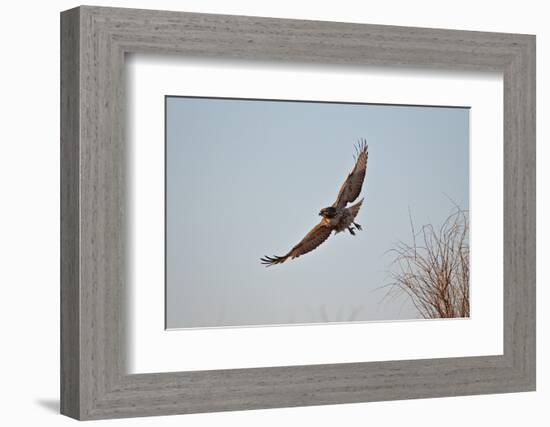 Juvenile Red-Tailed Hawk (Buteo Jamaicensis) in Flight-James Hager-Framed Photographic Print