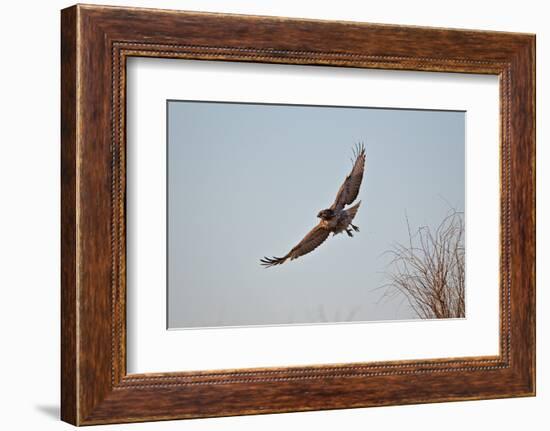 Juvenile Red-Tailed Hawk (Buteo Jamaicensis) in Flight-James Hager-Framed Photographic Print