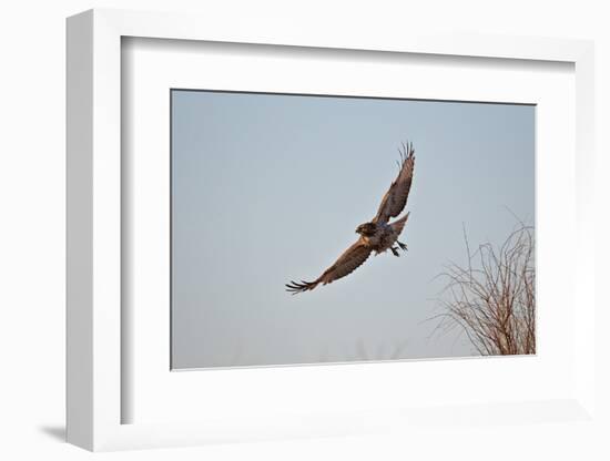 Juvenile Red-Tailed Hawk (Buteo Jamaicensis) in Flight-James Hager-Framed Photographic Print