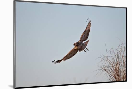 Juvenile Red-Tailed Hawk (Buteo Jamaicensis) in Flight-James Hager-Mounted Photographic Print