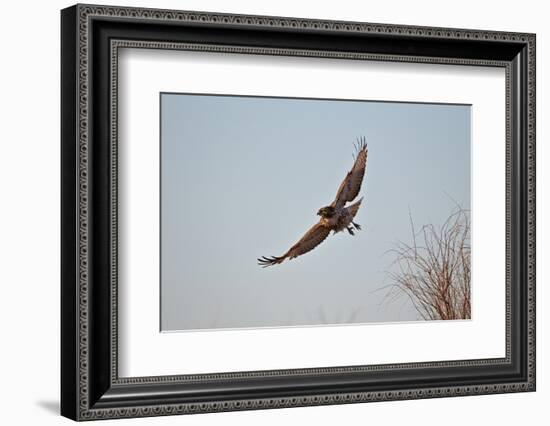 Juvenile Red-Tailed Hawk (Buteo Jamaicensis) in Flight-James Hager-Framed Photographic Print