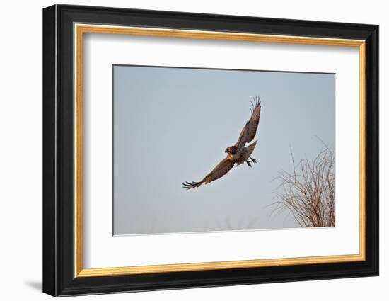 Juvenile Red-Tailed Hawk (Buteo Jamaicensis) in Flight-James Hager-Framed Photographic Print