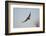 Juvenile Red-Tailed Hawk (Buteo Jamaicensis) in Flight-James Hager-Framed Photographic Print