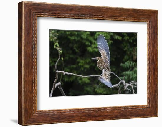 Juvenile Refuscent tiger-heron (Tigrisoma lineatum), Pantanal, Mato Grosso, Brazil, South America-Sergio Pitamitz-Framed Photographic Print