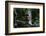 Juvenile Refuscent tiger-heron (Tigrisoma lineatum), Pantanal, Mato Grosso, Brazil, South America-Sergio Pitamitz-Framed Photographic Print