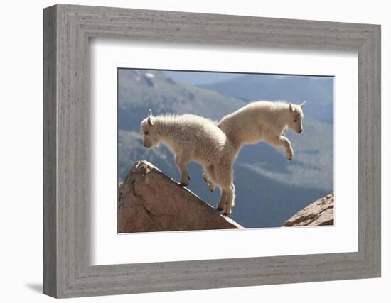 Juvenile Rocky Mountain Goats (Oreamnos Americanus) Playing on the Top of a Rocky Outcrop-Charlie Summers-Framed Photographic Print