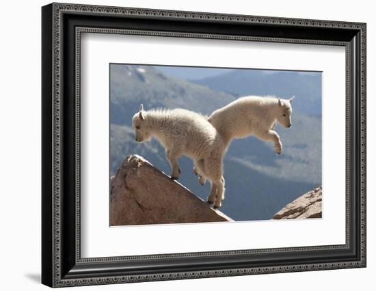 Juvenile Rocky Mountain Goats (Oreamnos Americanus) Playing on the Top of a Rocky Outcrop-Charlie Summers-Framed Photographic Print